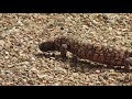 Morning visit from Mr. Gila Monster.