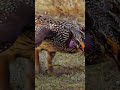 A very cute bird that makes strange movements. Watch and listen to the video.
