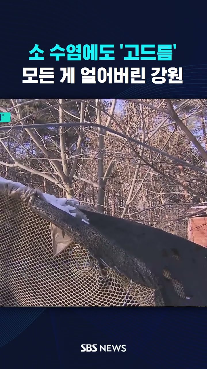 소 수염에도 '고드름'…모든 게 얼어버린 강원 #shorts