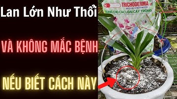 06 Lưu Ý Khi Sử Dụng Nấm Đối Kháng Trichoderma Giúp Lan Phát Triển Tốt  | Đức Hoa Lan