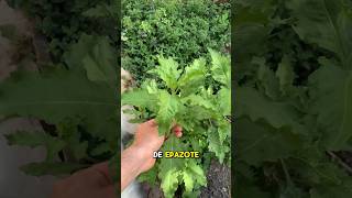 Epazote Planta Medicinal 🌿 #agriculture #garden #shortvideo #shortsvideo #gardening #short #shorts