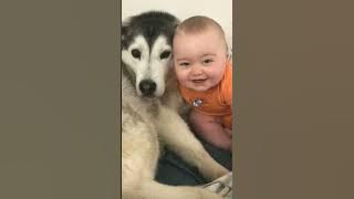 The Full 4 Year Story Of My Husky &Baby Becoming Best Friends! #youtubesupportme #dogoftiktok#tiktok
