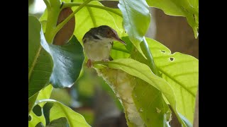 Ashy Tailorbird nesting