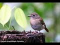 Fulvous-chested Jungle-Flycatcher in Malaysia 20220906 Borneo Sabah