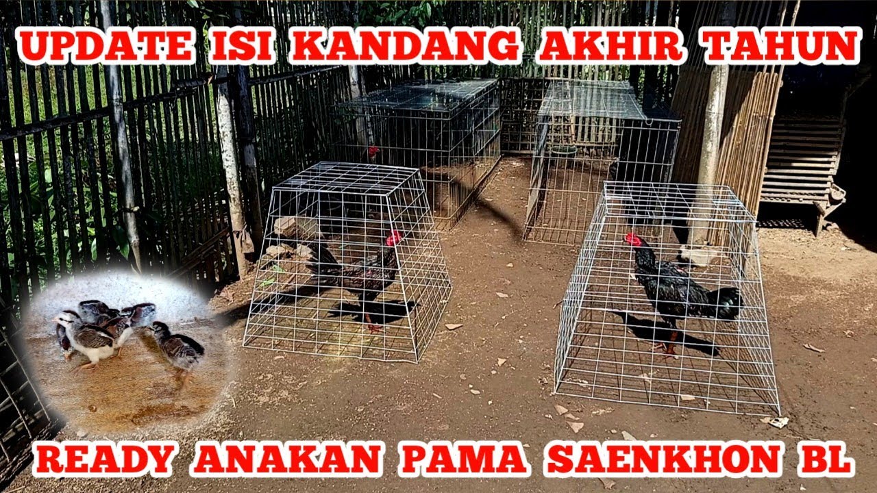 Update Isi kandang RCS FARM di Akhir tahun.. Ready Anakan Pama Saenkhon Bl..