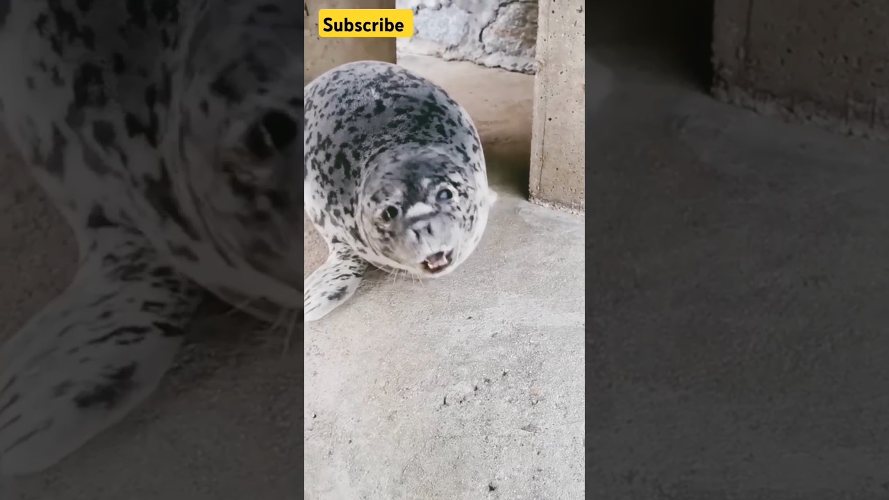 what does a seal bark sound like? find out!