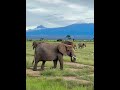 Elephants at the foot of Mount Kilimanjaro乞力马扎罗山下的象群 #elephant #elephants #mountains #mountain