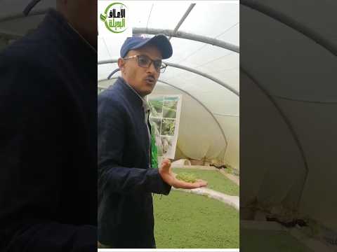 المهندس محمد حجر الاعلاف البديله
