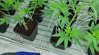 Day 1 Flower