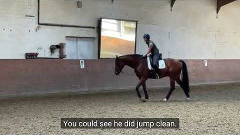 Canter Half Circles to Flying Change with Freddy