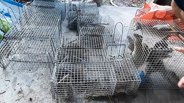 BẪY CHUỘT LÀM MỒI BẪY RẮN, DÍNH NHƯ VẦY QUÁ ĐÃ # SĂN BẮT TÂY NINH