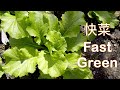 Green leafy quick choy  fast green   asian garden 2 table