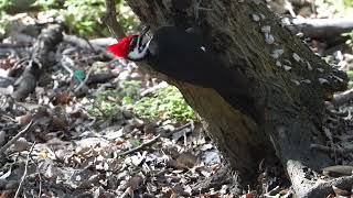 Pileated Woodpecker