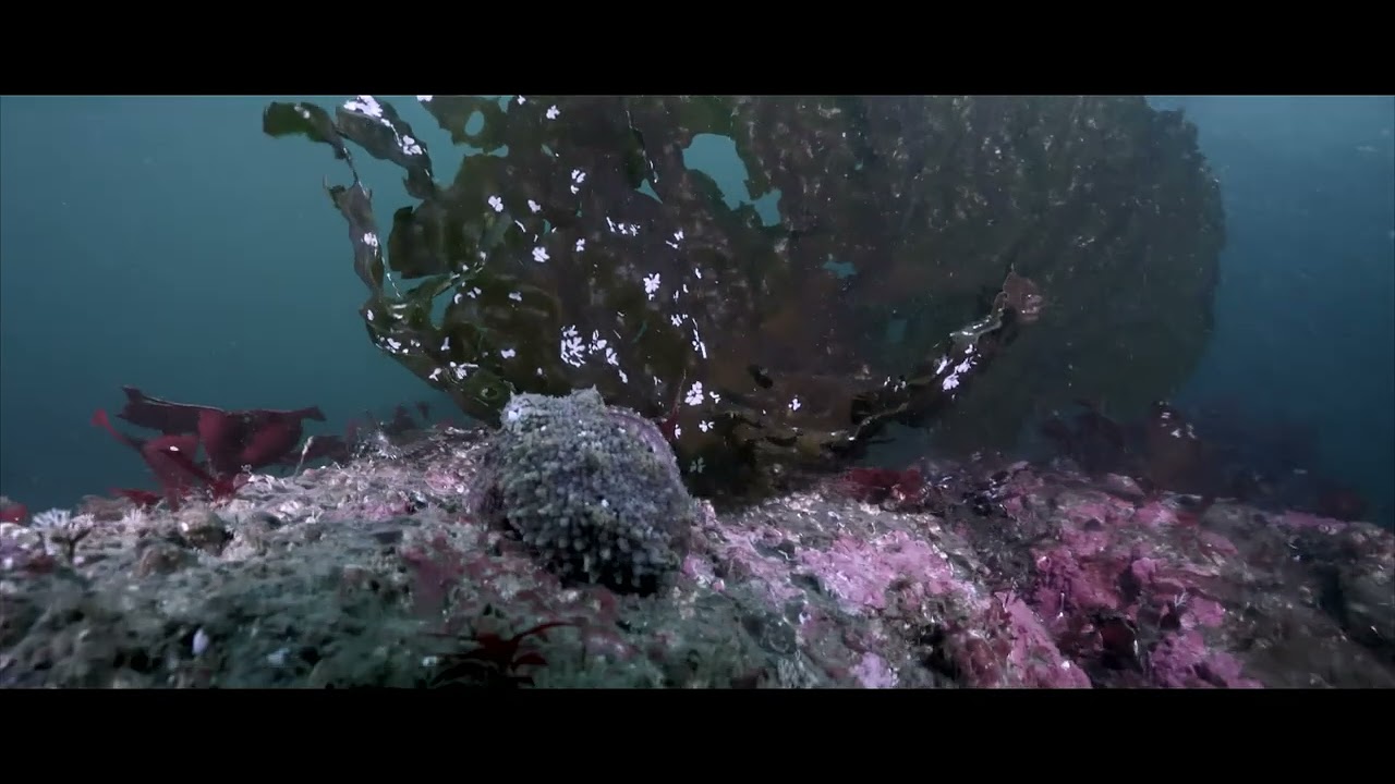 Scuba Diving Rockaway Beach GH5S