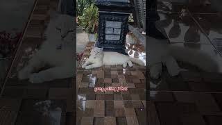 anak didik Mak lampir
