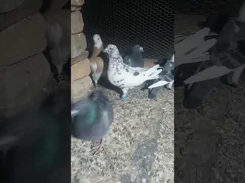 غریب گیری دیشب تقدیم نگاهتون پلاکی چاشنی مسافتی Sistan Iran 