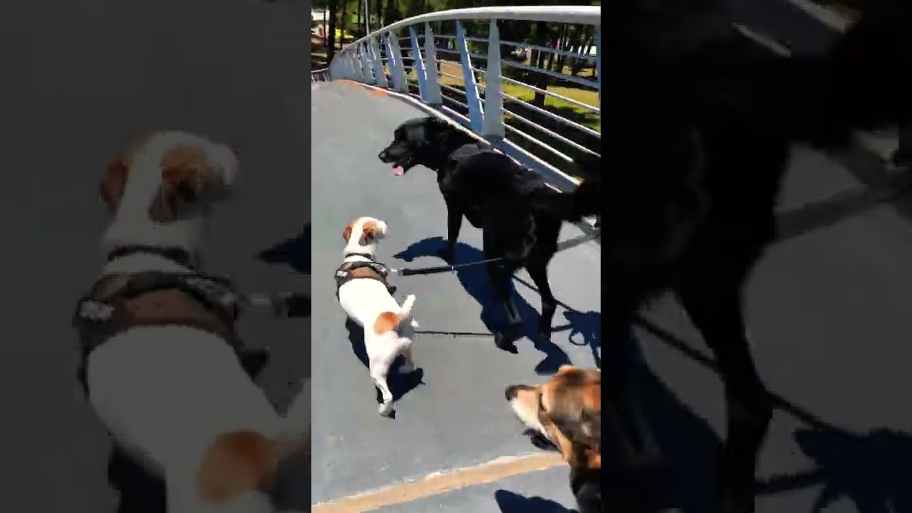 Best Dog training bellville