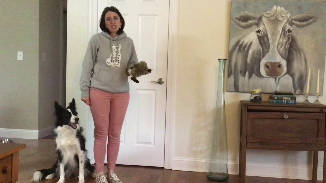 Novice Trick Dog YouTube novice-trick-dog-youtube
