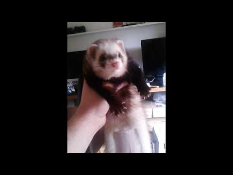 My ferret dooking