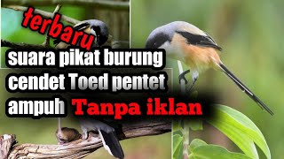 Suara burung cendet betina nembak pancingan untuk pikat