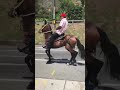 Equino 1847 caballo econmico  le gusta el parqueo   rematequino