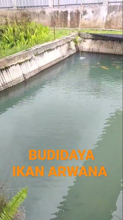 BUDIDAYA#IKAN ARWANA#short