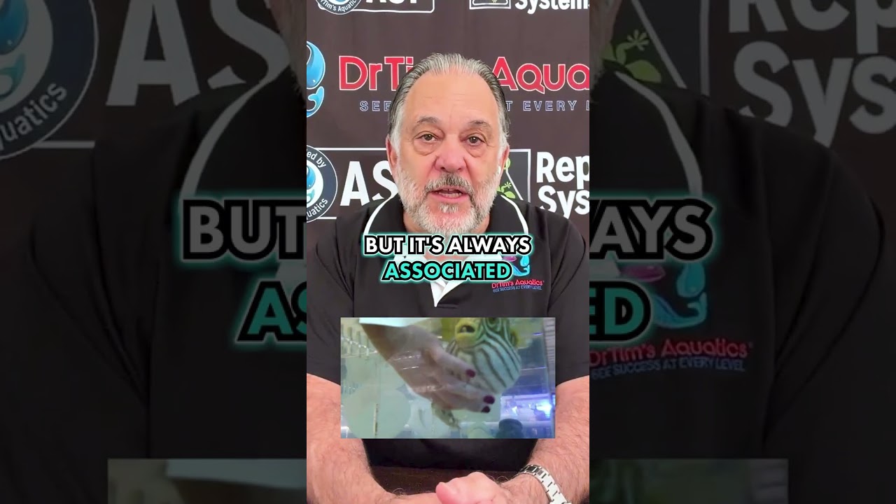 Do Fish Really Have Personalities?