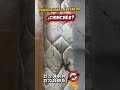 #reels #domicilio #controldeplagas #fumigacion #plagas #colchon #servicios #chinches #shorts