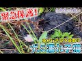 緊急保護した二匹の子猫をわが家で預かる事になり連れて帰ると、先住猫ネコ吉&ボス吉に‥【道路のずぶ濡れ子猫 #1】