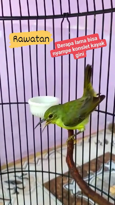 Korlap betina konslet|| gacor#korlapabrtina #manggar #kolibri #kicaumania #bird  #masteranburung