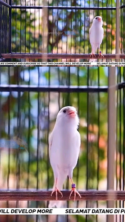 Kenari Albino Roll Panjang Cuit Gacor