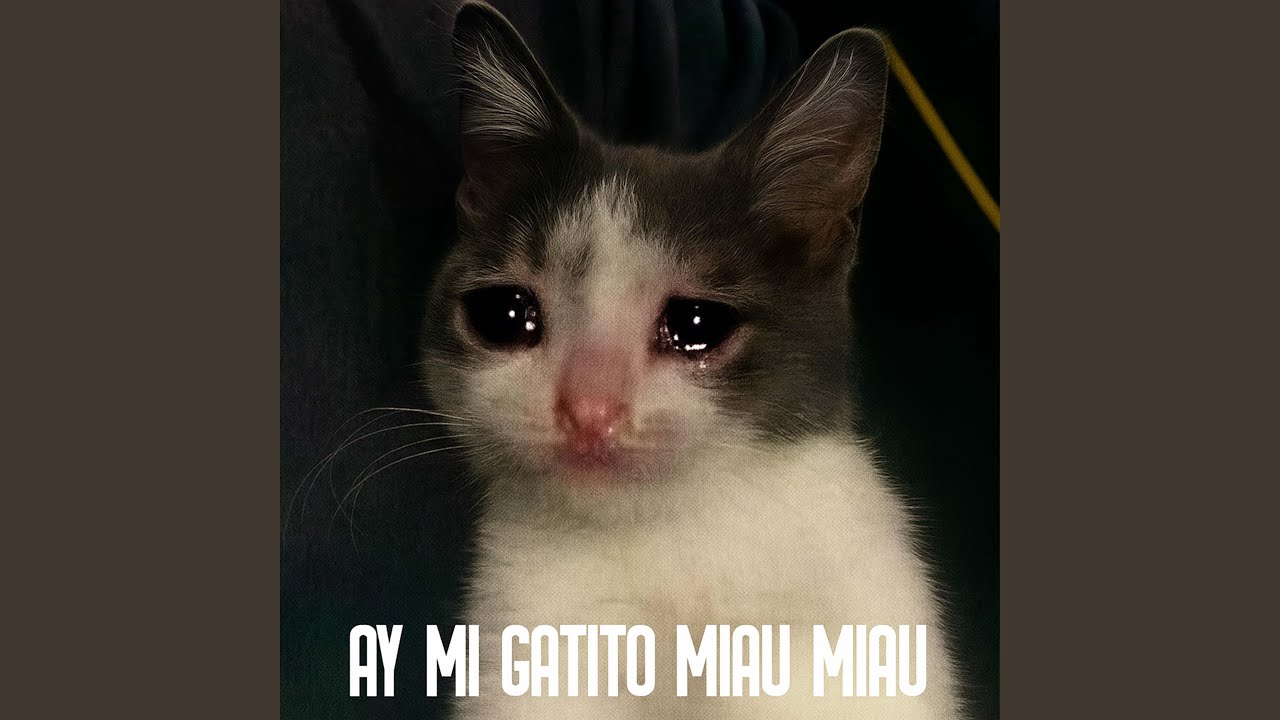 Ay Mi Gatito Miau Miau (Montagem Miau)
