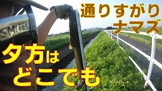 ナマズ釣り17'夏7月通りすがり2日目①【215】虫くん釣りch