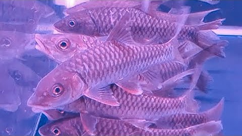 cá ngựa đỏ Việt Nam. ( Vietnam Red Mahseer ).Tor Sp. Sinensis Vietnamese. Ken Nhi Shop. 