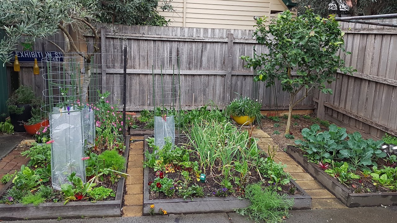 September 12 2017 Small urban vege garden update - YouTube