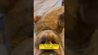 On This Caturday Im Setting My World- Plans Aside For One Moment Just To Say Thank You