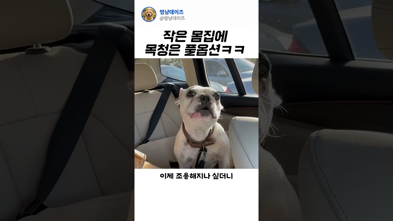 작은 몸에 목청은 풀옵션ㅋㅋ#Shorts #강아지 #프렌치불독 #웃긴강아지 #댕댕이 #반려견일상