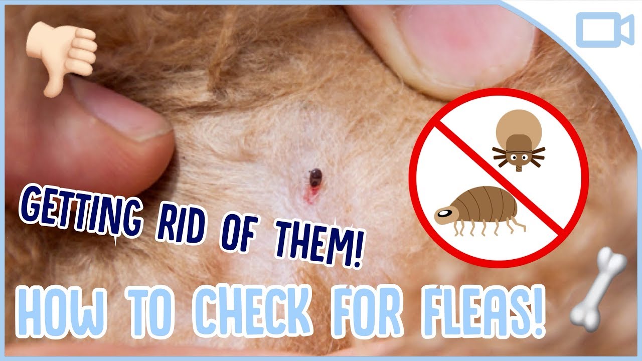 how to treat dog fleas on humans