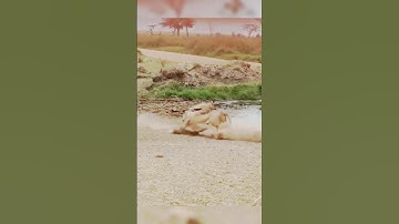 Ankle breaks 🔥 #animals #edit #viral