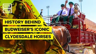 The History Behind Budweiser's Iconic Clydesdale Horses