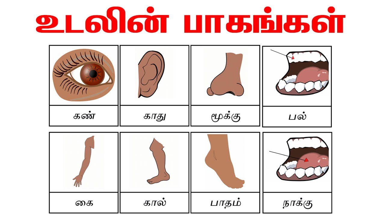 Parts of the body in Tamil for beginners | உடலின் பாகங்கள் | Basis