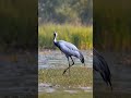 beautiful birds 🐦 in monsoon #world of birds 🕊️🐦🕊️#shorts