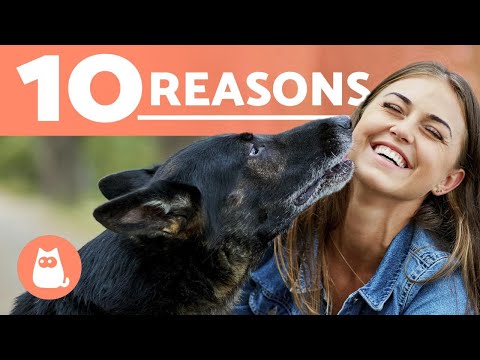 Video: 5 dôvodov, prečo je starostlivosť o psa dôležitá