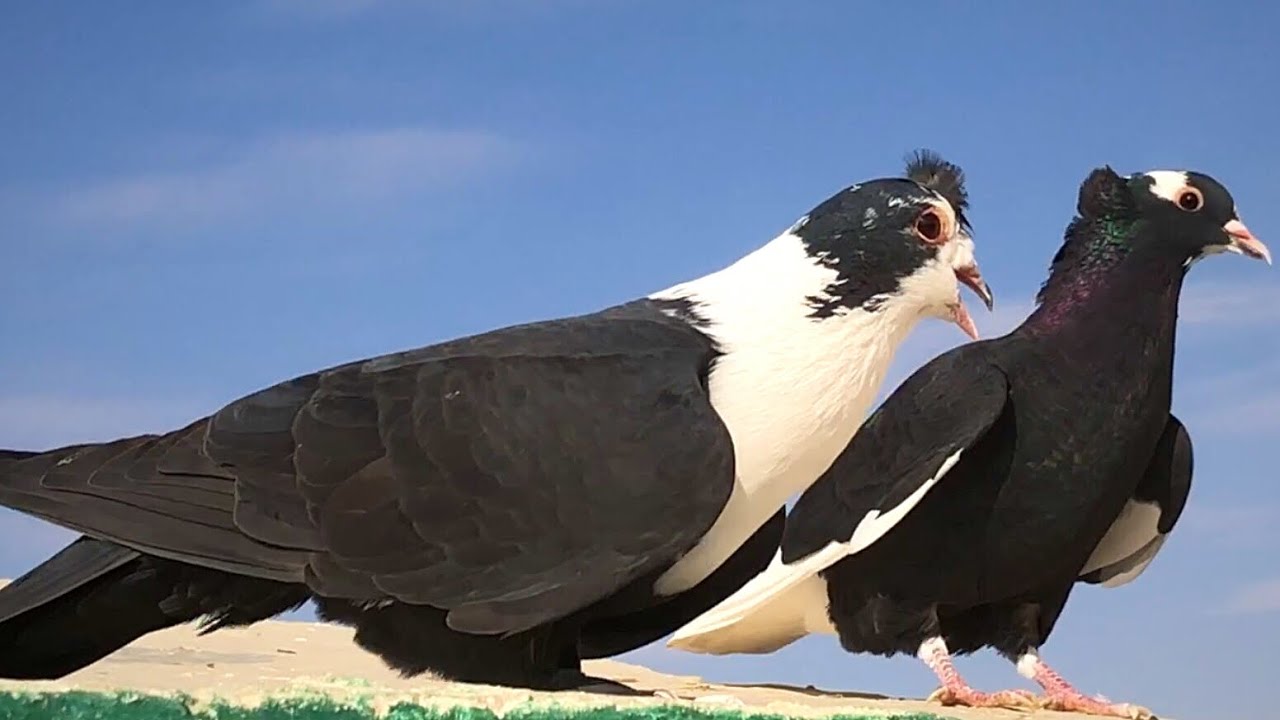 احلى يهودي ازرق كان مع الحمام شال حاله شيل 🙄