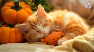 LIVE 24\/7 Relaxing Music for Cats  Peaceful Piano Music with Cat Purring Sounds | Meow Lullaby