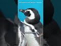 Back to the wild: rescued #penguins released off #Argentina coast