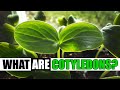 What are cotyledons  garden quickie episode 127