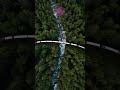 Relaxing Beautiful Music &amp; Flower Scenery | Calm and Peaceful Moments
