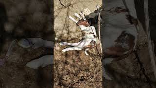 Simental Gibrid Buzoqchalar