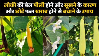 लोकी की बेल पीली होने और सूखने के कारण और छोटे फल खराब होने से बचाने के उपाय | Bottle gourd Plant